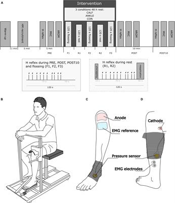 Effects of Different Tissue Flossing Applications on Range of Motion, Maximum Voluntary Contraction, and H-Reflex in Young Martial Arts Fighters